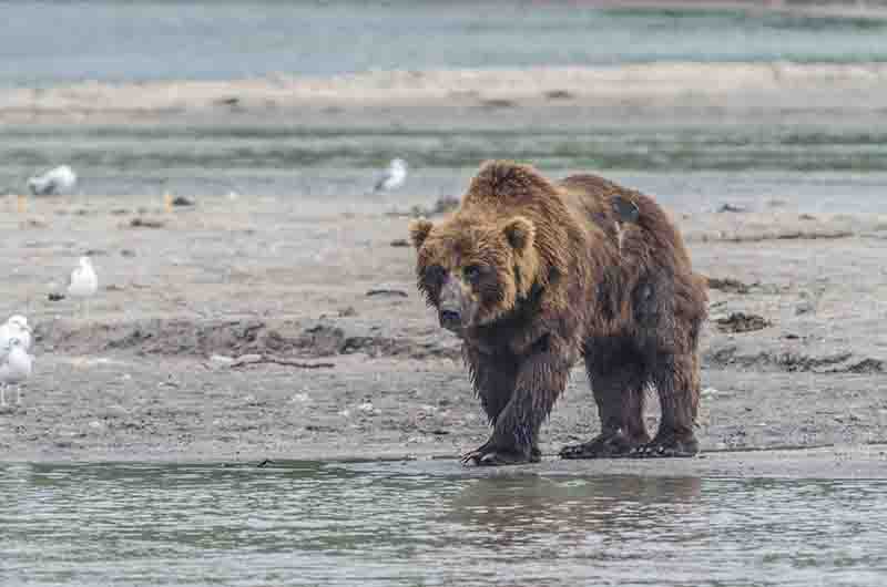 Oso Pardo - Kamchatka - Rusia 34.jpg